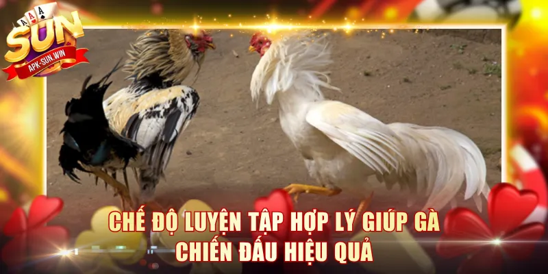 Kinh Nghiệm Nuôi Gà Đá Sun Win - Bí Quyết Thắng Lớn 4 Chế độ luyện tập hợp lý giúp gà chiến đấu hiệu quả