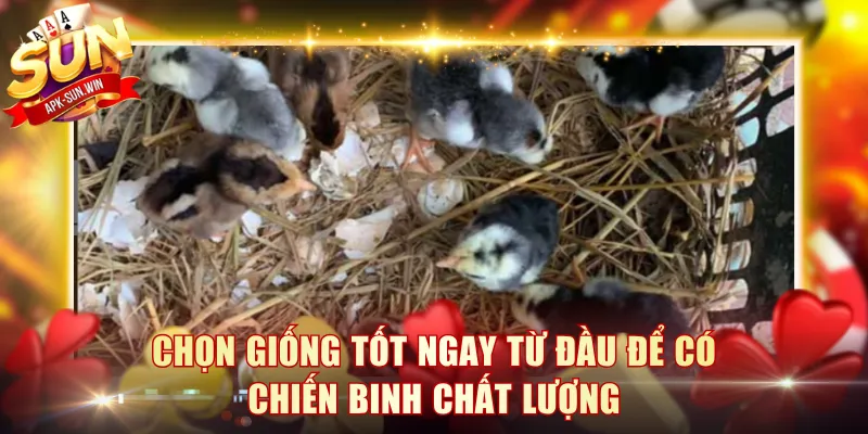 Kinh Nghiệm Nuôi Gà Đá Sun Win - Bí Quyết Thắng Lớn 3 Chọn giống tốt ngay từ đầu để có chiến binh chất lượng