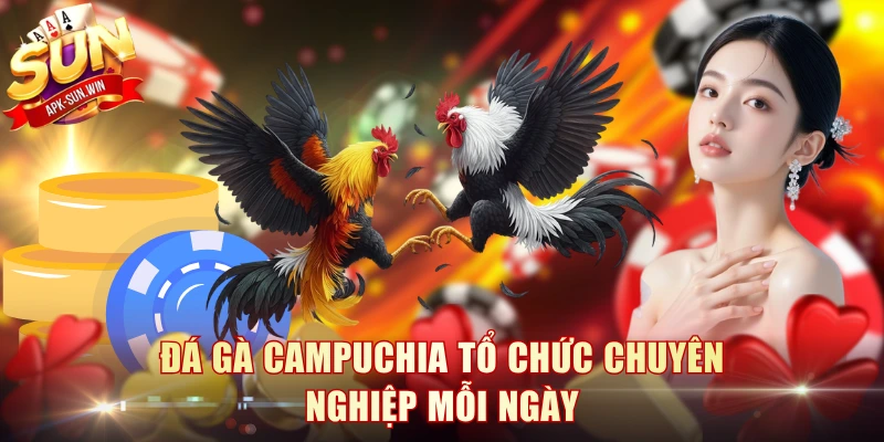 Đá gà Campuchia tổ chức chuyên nghiệp mỗi ngày