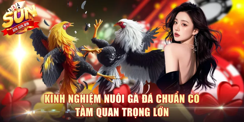 Kinh Nghiệm Nuôi Gà Đá Sun Win - Bí Quyết Thắng Lớn 2 Kinh nghiệm nuôi gà đá chuẩn có tầm quan trọng lớn