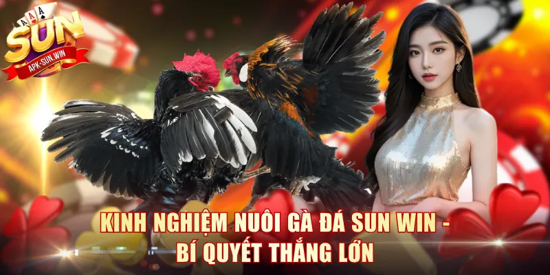 Kinh Nghiệm Nuôi Gà Đá Sun Win - Bí Quyết Thắng Lớn 1 Kinh Nghiệm Nuôi Gà Đá