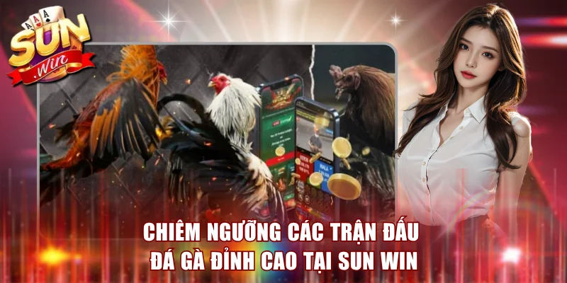Sun Win - Nhà Cái Cá Cược - Sẵn Sàng Bùng Nổ Mọi Trải Nghiệm 11 Chiêm ngưỡng các trận đấu đá gà đỉnh cao tại Sun Win